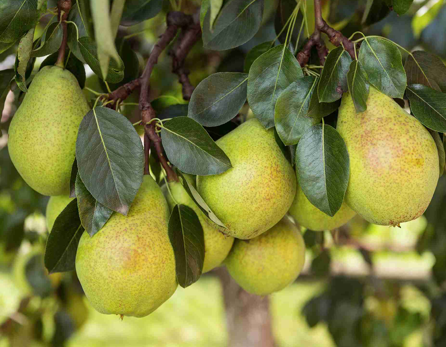 بهترین نهال‌های گلابی برای کشت