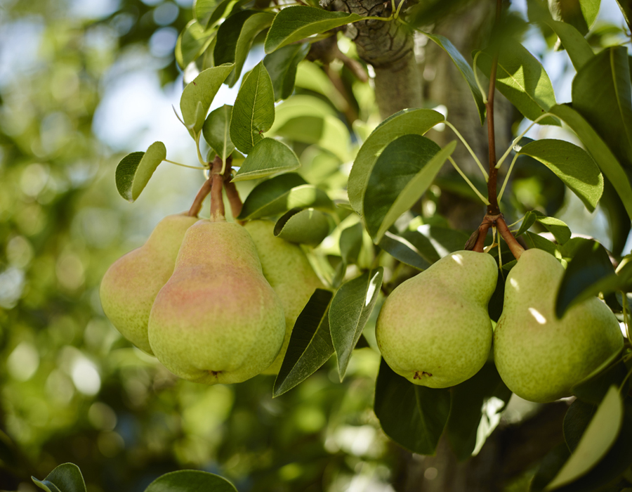 سرمایه گذاری در باغ‌های گلابی