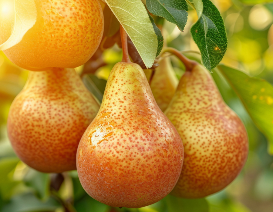 باغ گلابی و معدن طلا