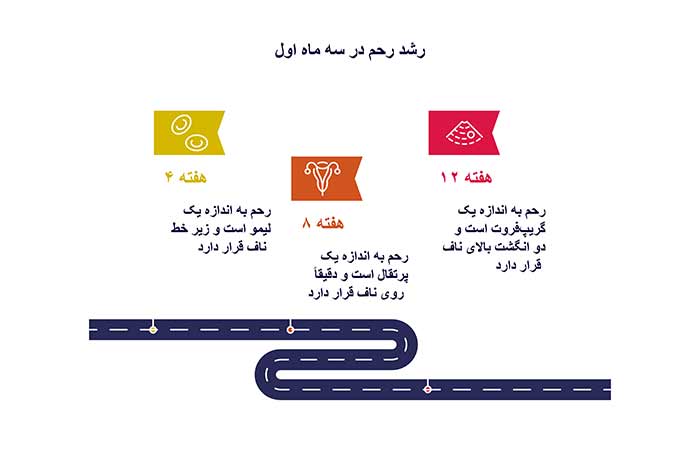 دیاگرام رشد رحم در سه ماه اول
